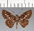  (Hesperiidae_gen sp. CF681 - CFC25499)  @11 [ ] copyright (2023) Center For Collection-Based Research Center For Collection-Based Research