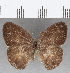  (Nubila segesta - CFC25540)  @11 [ ] Copyright (2019) Christer Fahraeus Center For Collection-Based Research