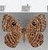  ( - CFC25548)  @11 [ ] Copyright (2019) Christer Fahraeus Center For Collection-Based Research