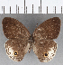  ( - CFC25555)  @11 [ ] Copyright (2019) Christer Fahraeus Center For Collection-Based Research