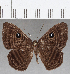  ( - CFC25652)  @11 [ ] Copyright (2019) Christer Fahraeus Center For Collection-Based Research