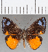  ( - CFC25658)  @11 [ ] Copyright (2019) Christer Fahraeus Center For Collection-Based Research