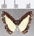  (Nymphidium sp. CF54 - CFC25662)  @11 [ ] Copyright (2019) Christer Fahraeus Center For Collection-Based Research