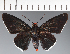 (Hesperiidae_gen sp. CF200 - CFC25698)  @11 [ ] copyright (2023) Center For Collection-Based Research Center For Collection-Based Research