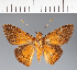  (Hesperiidae_gen sp. CF412 - CFC25699)  @11 [ ] copyright (2023) Center For Collection-Based Research Center For Collection-Based Research