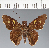  (Hesperiidae_gen sp. CF674 - CFC25700)  @11 [ ] copyright (2023) Center For Collection-Based Research Center For Collection-Based Research