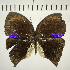  ( - CFC02571)  @13 [ ] Copyright (2018) Christer Fahraeus Center For Collection-Based Research