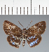  (Hesperiidae_gen sp. CF196 - CFC25816)  @11 [ ] copyright (2023) Center For Collection-Based Research Center For Collection-Based Research