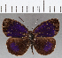  (Eunica marsolia - CFC25839)  @11 [ ] Copyright (2019) Christer Fahraeus Center For Collection-Based Research