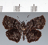  (Hesperiidae_gen sp. CF524 - CFC25862)  @11 [ ] copyright (2023) Center For Collection-Based Research Center For Collection-Based Research