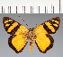  (Hesperiidae_gen sp. CF198 - CFC25880)  @11 [ ] copyright (2023) Center For Collection-Based Research Center For Collection-Based Research
