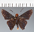 (Hesperiidae_gen sp. CF428 - CFC25896)  @11 [ ] copyright (2023) Center For Collection-Based Research Center For Collection-Based Research