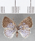  (Theope sp. CF54 - CFC25901)  @11 [ ] Copyright (2019) Christer Fahraeus Center For Collection-Based Research