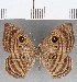  ( - CFC25947)  @11 [ ] Copyright (2019) Christer Fahraeus Center For Collection-Based Research