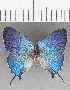  ( - CFC26113)  @11 [ ] Copyright (2019) Christer Fahraeus Center For Collection-Based Research