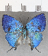  ( - CFC26185)  @11 [ ] copyright (2020) Christer Fahraeus Center For Collection-Based Research