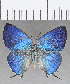  ( - CFC26238)  @11 [ ] copyright (2020) Christer Fahraeus Center For Collection-Based Research