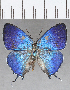  ( - CFC26261)  @11 [ ] copyright (2020) Christer Fahraeus Center For Collection-Based Research