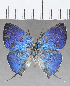  ( - CFC26264)  @11 [ ] copyright (2020) Christer Fahraeus Center For Collection-Based Research