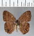  (Malaveria maepius - CFC02634)  @11 [ ] Copyright (2018) Christer Fahraeus Center For Collection-Based Research
