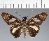  (Hesperiidae_gen sp. CF211 - CFC26363)  @11 [ ] copyright (2023) Center For Collection-Based Research Center For Collection-Based Research