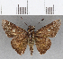  (Nyctelius nyctelius - CFC26391)  @12 [ ] Copyright (2019) Christer Fahraeus Center For Collection-Based Research