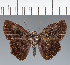  (Hesperiidae_gen sp. CF523 - CFC26400)  @11 [ ] copyright (2023) Center For Collection-Based Research Center For Collection-Based Research