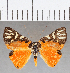  (Symmachia rubina - CFC26413)  @12 [ ] Copyright (2019) Christer Fahraeus Center For Collection-Based Research