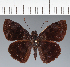  (Hesperiidae_gen sp. CF521 - CFC26474)  @11 [ ] copyright (2023) Center For Collection-Based Research Center For Collection-Based Research