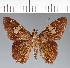  (Hesperiidae_gen sp. CF676 - CFC26499)  @11 [ ] copyright (2023) Center For Collection-Based Research Center For Collection-Based Research