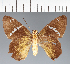  (Hesperiidae_gen sp. CF666 - CFC26586)  @11 [ ] copyright (2023) Center For Collection-Based Research Center For Collection-Based Research
