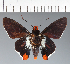  (Hesperiidae_gen sp. CF427 - CFC26590)  @11 [ ] copyright (2023) Center For Collection-Based Research Center For Collection-Based Research