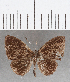 ( - CFC26603)  @11 [ ] Copyright (2019) Christer Fahraeus Center For Collection-Based Research