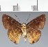  (Hesperiidae_gen sp. CF532 - CFC26758)  @11 [ ] copyright (2023) Center For Collection-Based Research Center For Collection-Based Research