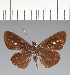  (Hesperiidae_gen sp. CF682 - CFC26807)  @11 [ ] copyright (2023) Center For Collection-Based Research Center For Collection-Based Research