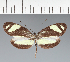  (Pieridae_gen sp. CF128 - CFC26833)  @11 [ ] copyright (2023) Center For Collection-Based Research Center For Collection-Based Research