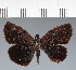 (Hesperiidae_gen sp. CF522 - CFC26865)  @11 [ ] copyright (2023) Center For Collection-Based Research Center For Collection-Based Research