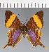  (Marpesia sp. CF04 - CFC26881)  @11 [ ] copyright (2023) Center For Collection-Based Research Center For Collection-Based Research