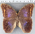  (Eryphanis gerhardi - CFC26952)  @11 [ ] Copyright (2019) Christer Fahraeus Center For Collection-Based Research