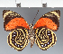  (Prepona sp. CF03 - CFC26972)  @11 [ ] copyright (2023) Center For Collection-Based Research Center For Collection-Based Research