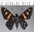  (Hesperiidae_gen sp. CF379 - CFC26981)  @11 [ ] copyright (2023) Center For Collection-Based Research Center For Collection-Based Research