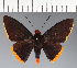  (Hesperiidae_gen sp. CF429 - CFC26982)  @11 [ ] copyright (2023) Center For Collection-Based Research Center For Collection-Based Research