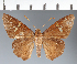  (Hesperiidae_gen sp. CF663 - CFC26990)  @11 [ ] copyright (2023) Center For Collection-Based Research Center For Collection-Based Research