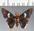  (Hesperiidae_gen sp. CF433 - CFC26998)  @11 [ ] copyright (2023) Center For Collection-Based Research Center For Collection-Based Research