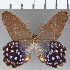  (Pierella lena salma - CFC27009)  @11 [ ] Copyright (2019) Christer Fahraeus Center For Collection-Based Research