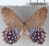  ( - CFC27011)  @11 [ ] Copyright (2019) Christer Fahraeus Center For Collection-Based Research