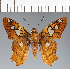  (Hesperiidae_gen sp. CF404 - CFC27039)  @11 [ ] copyright (2023) Center For Collection-Based Research Center For Collection-Based Research