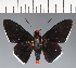 (Hesperiidae_gen sp. CF422 - CFC27052)  @11 [ ] copyright (2023) Center For Collection-Based Research Center For Collection-Based Research