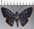  (Hesperiidae_gen sp. CF430 - CFC27065)  @11 [ ] copyright (2023) Center For Collection-Based Research Center For Collection-Based Research