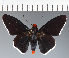  (Hesperiidae_gen sp. CF426 - CFC27070)  @11 [ ] copyright (2023) Center For Collection-Based Research Center For Collection-Based Research